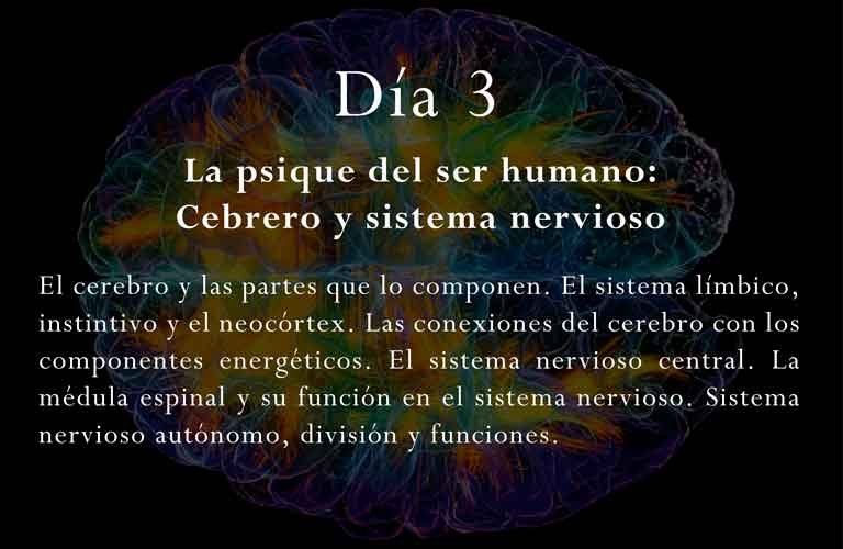 Curso-bioenergetica-multidimensional-terapeutas-clase-cerebro-sistema-nervioso